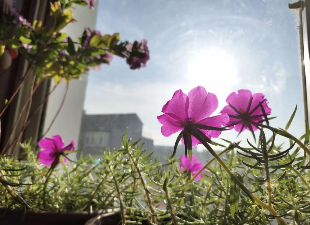 事情发生在年前腊月廿九，我姑家侄女意外怀孕，男方父母上门商议婚事。对方提出给两万