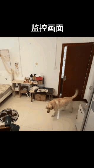 这狗子太聪明了，知道享受生活