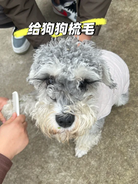 雪纳瑞，你是会吐舌头的