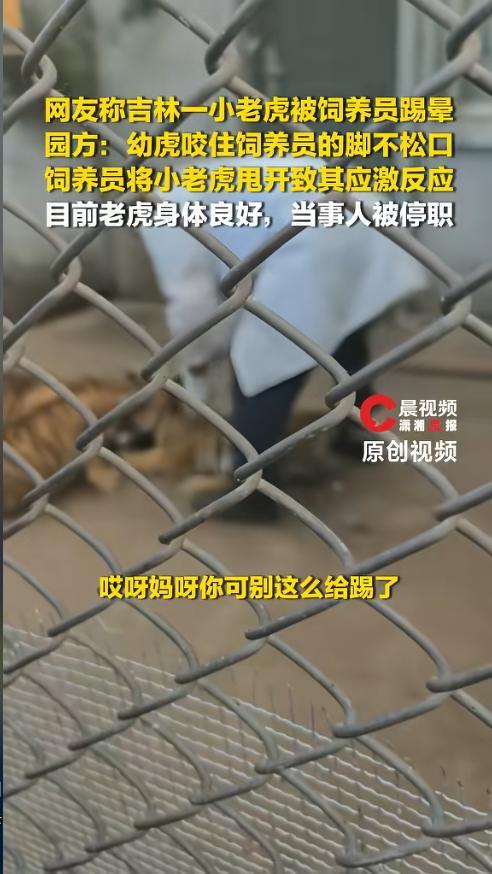 四个半月大的幼虎张嘴啃咬饲养员，饲养员抬脚回击，幼虎瞬间浑身僵硬，直接瘫倒在地失