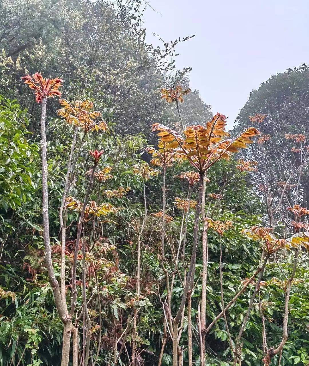 许多人都喜欢吃香椿芽，但每年都有一些因误食香椿芽而出现不同症状的情况发生，轻则呕