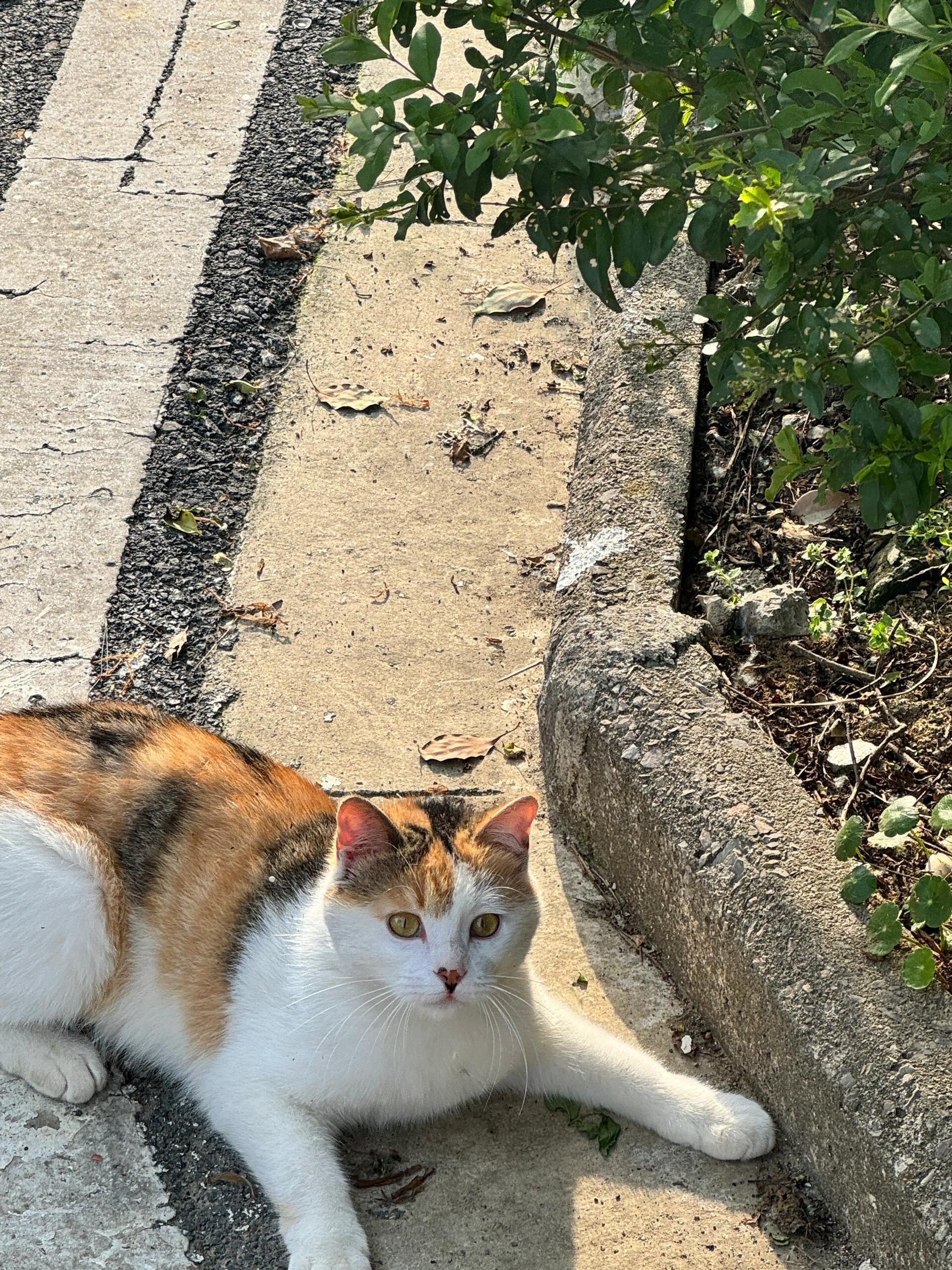 路上遇小猫，小猫一脸开心​​​