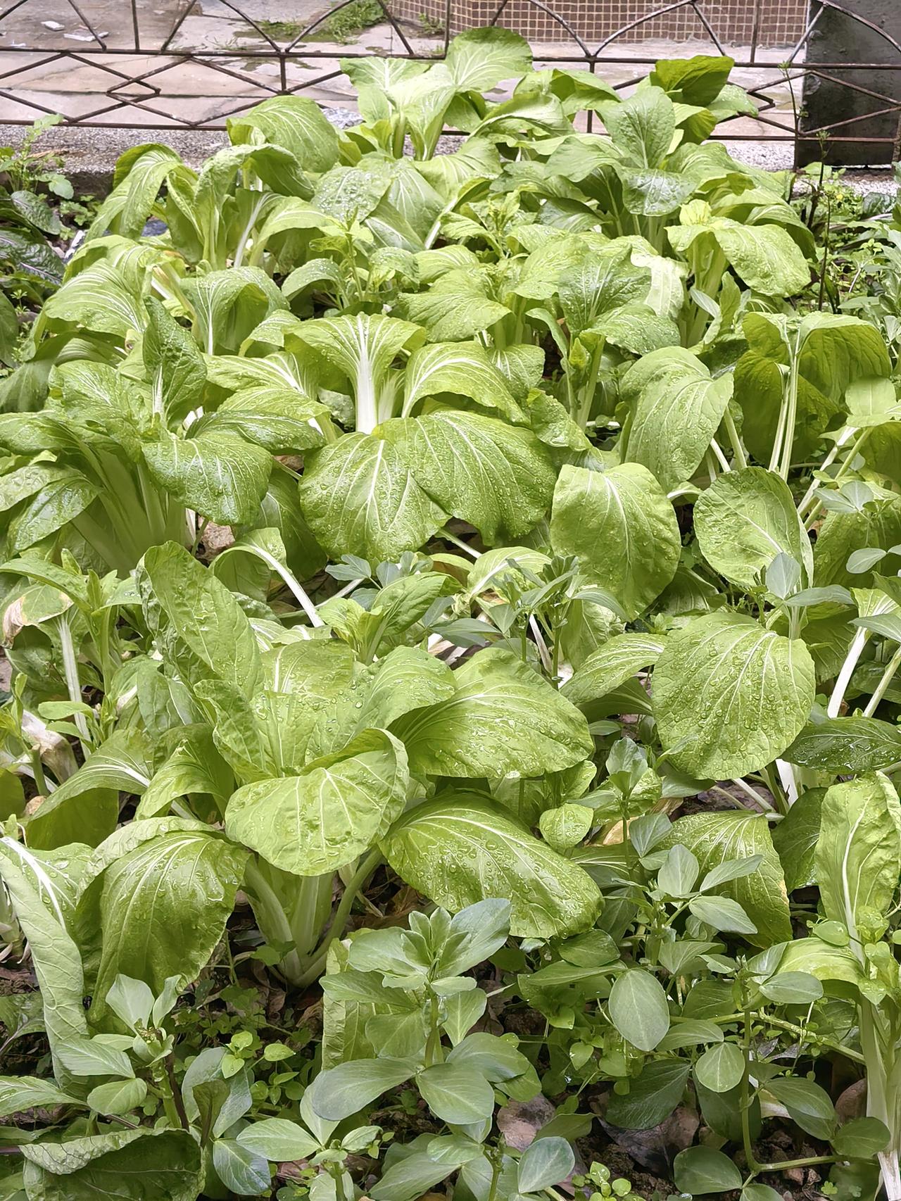 刚刚一个女业主来调监控，说她放在门外的一盒新鞋子丢了，还说我们保洁阿姨手脚不干净