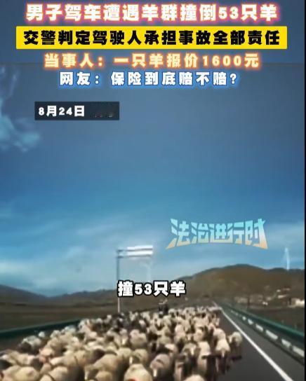 “冤不冤？”甘肃武威，一男子开车冲入道路中间的羊群中，导致53只羊当场死亡。事后