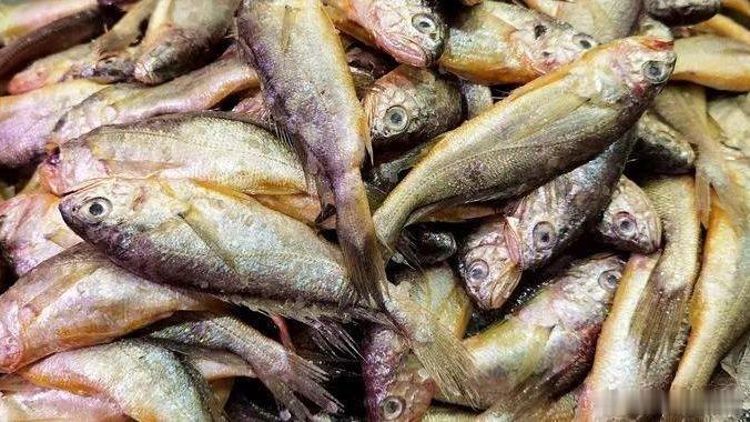 【市场上这5种鱼，目前无法人工养殖，都是野生鱼，价格便宜营养高】每当我们去海鲜市