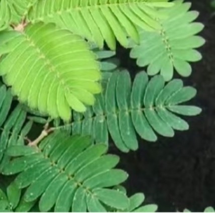 含羞草的种植方法一、含羞草可以用小盆直播，也可用浅盆养苗分栽，播种土用2成腐叶土