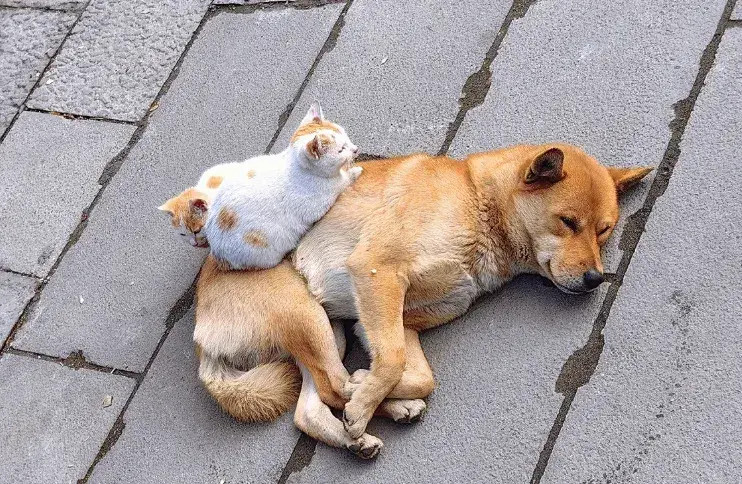 两只流浪猫，和一只流浪狗相依为命，它们流浪的日子太艰辛了，能养得起你就养，养不起