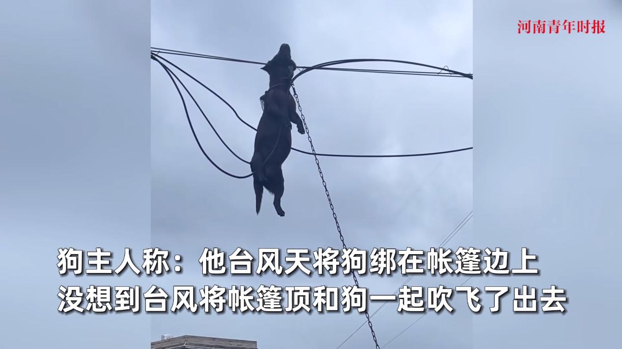 悲剧还是发生了！9月25日，广西南宁，一男子在台风天把40斤重的猎犬拴在帐篷里，