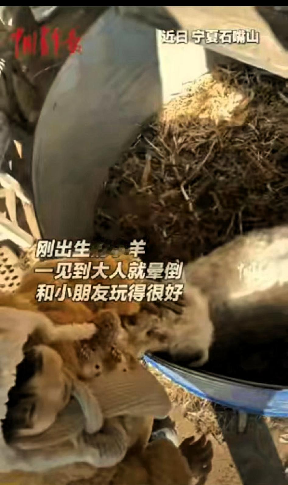 科学都解释不清了！”宁夏石嘴山，一男子家里生了一窝小羊，结果有一只特别“与众不同