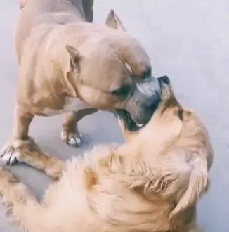 浙江宁波，厉某牵狗绳遛狗时，遭王某未牵绳的大型犬攻击，小狗受伤治疗花费8953元