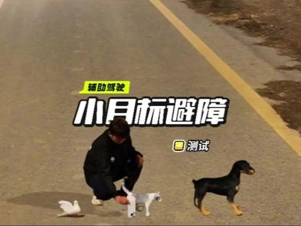 中国辅助驾驶突破性进展:微小目标避障测试成功识别小鸟