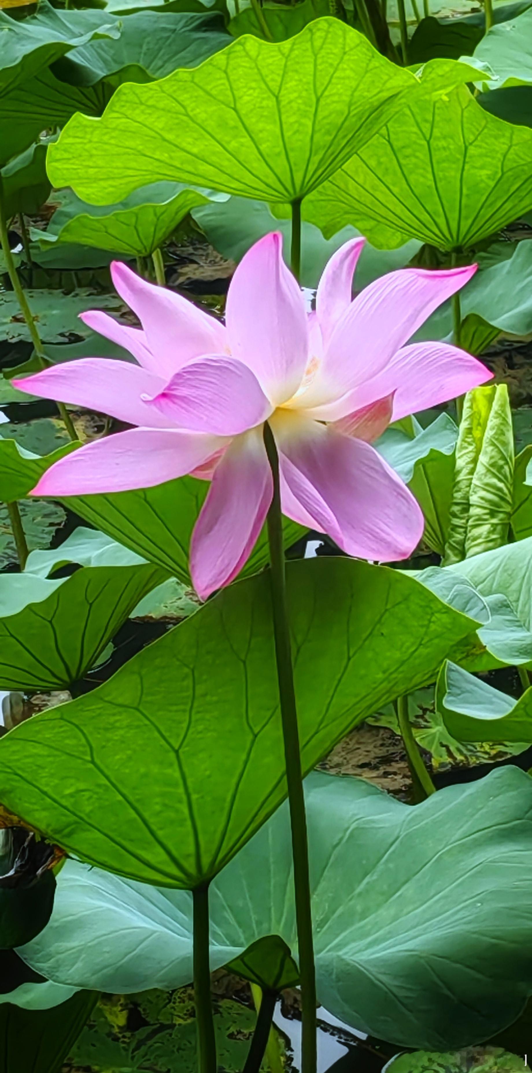 北京紫竹院荷花2025.8.14摄影​​​
