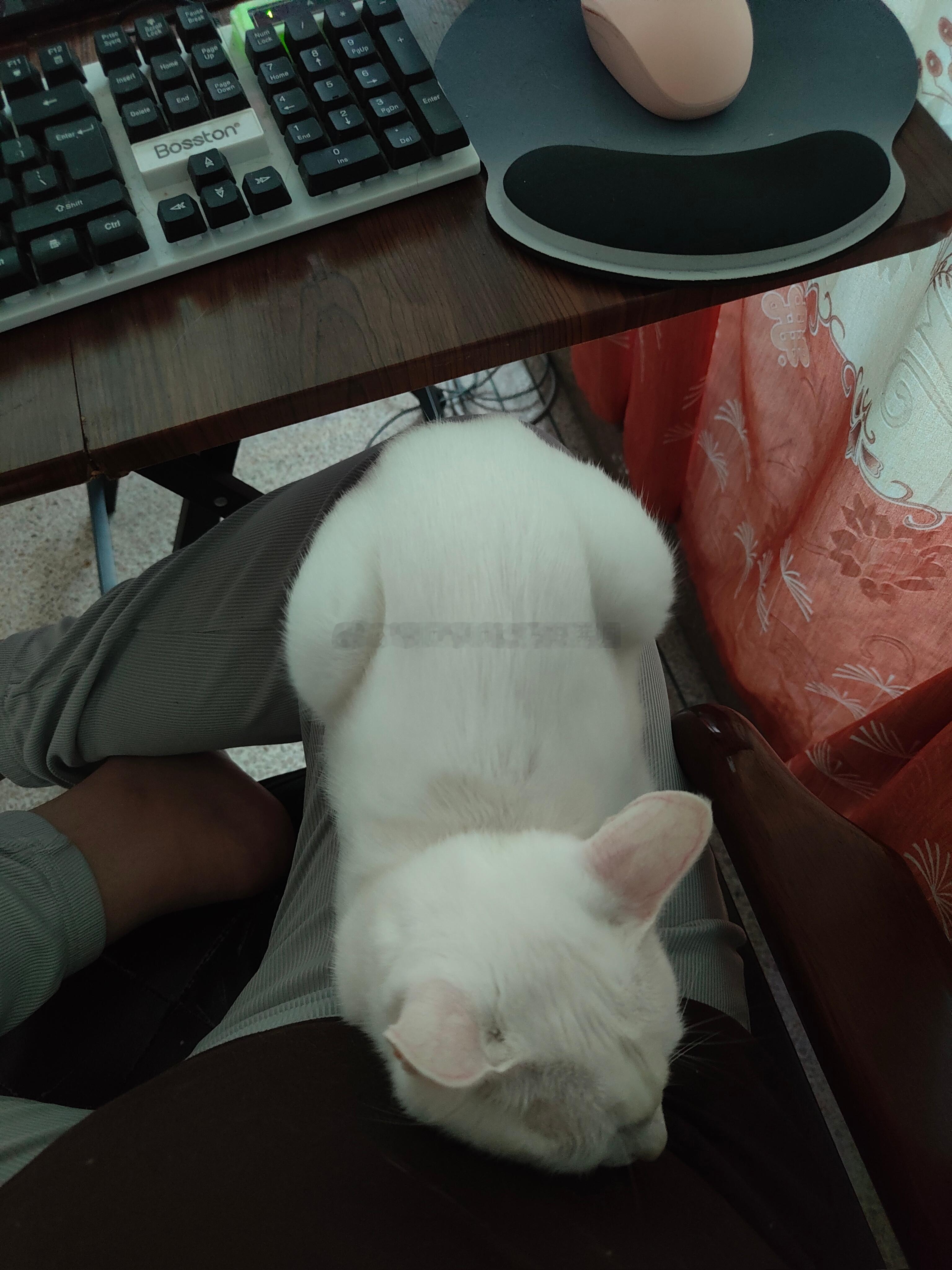 带猫上班[捂脸哭][捂脸哭][捂脸哭]别问我为什么带猫上班[笑着哭][笑着哭]人性