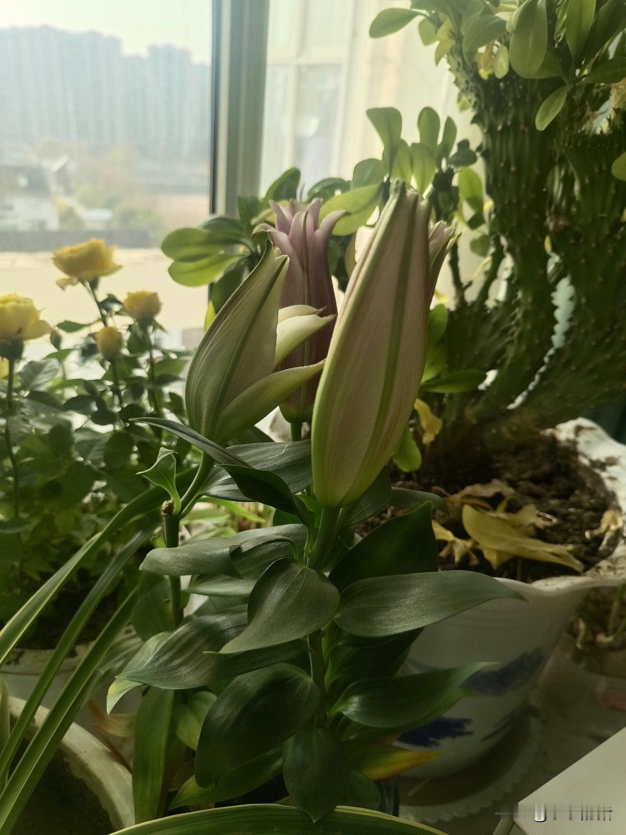 侄子小时候我特别疼他，吃的穿的用的全部是我给买的，他比我闺女大四岁，所以有时候我