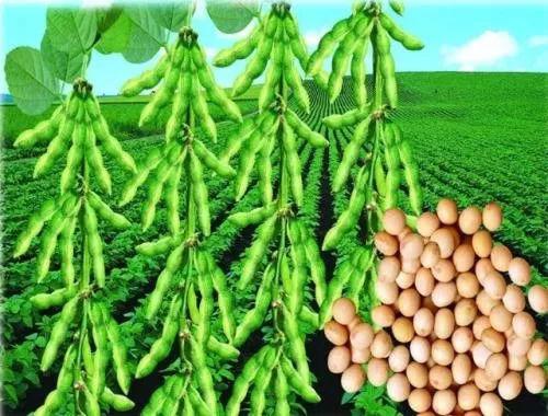 我们不是不想大规模种大豆，是现实条件不允许，得算经济账！第一，家底不够。咱