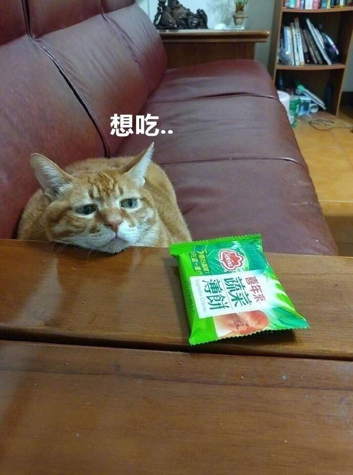 什么都想吃的大橘猫