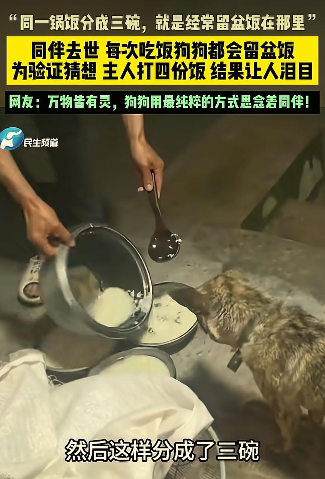 破防了！5月8日大参考报道，四川，一位女士家里养了四只狗狗，其中一只不幸永远离开