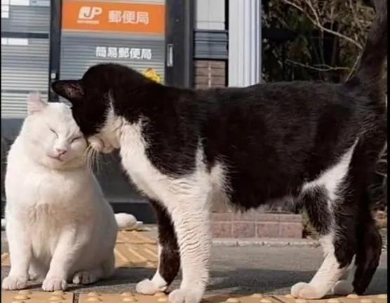 黑猫打架输了，白猫在安慰黑猫，暖心有爱，互相治愈彼此。