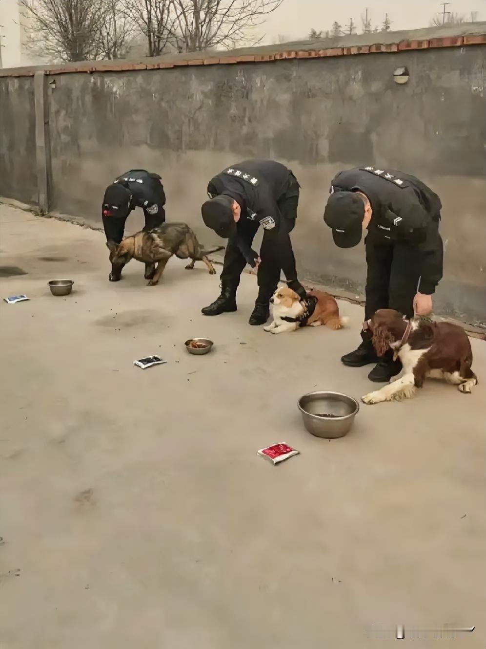 警犬拒食训练！柯基犬“福仔”稳如定海神针，德牧犬“朱乐”却当场“躺平干饭”近