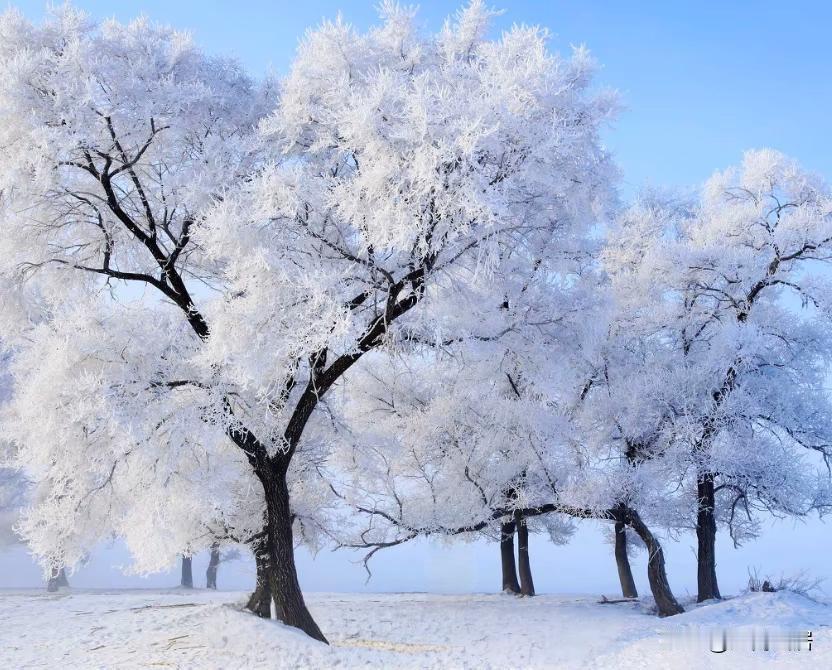北方的雪景，大树挂冰花，白雪皑皑，山河壮丽！南方的柿子红了，金色的落叶，伴随着红