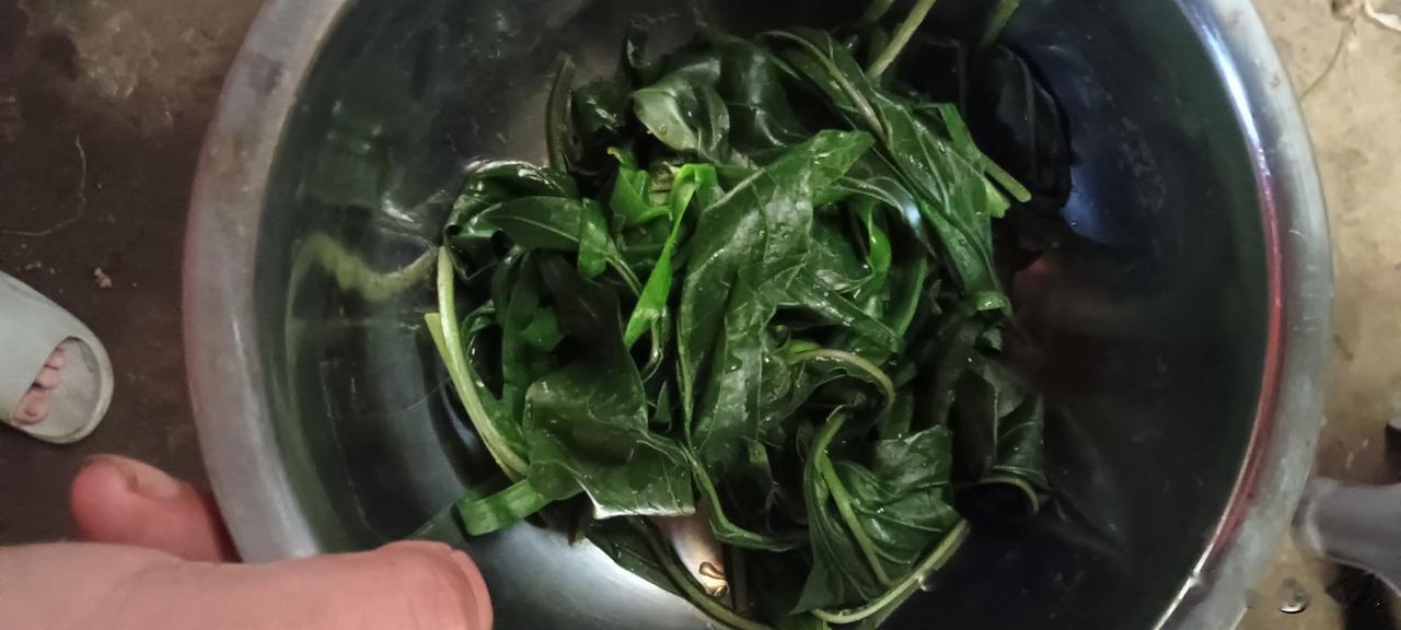 辣椒叶比辣椒更有营养吗？我的个人看法在我看来，与其说辣椒叶“碾压”辣椒，不