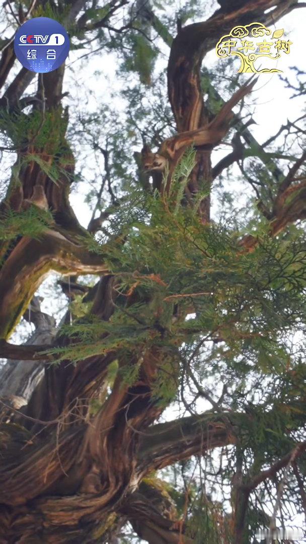 跨越千年的植树接力中国人爱种树已刻进DNA不管是古时候的护林规矩，还是现在的植