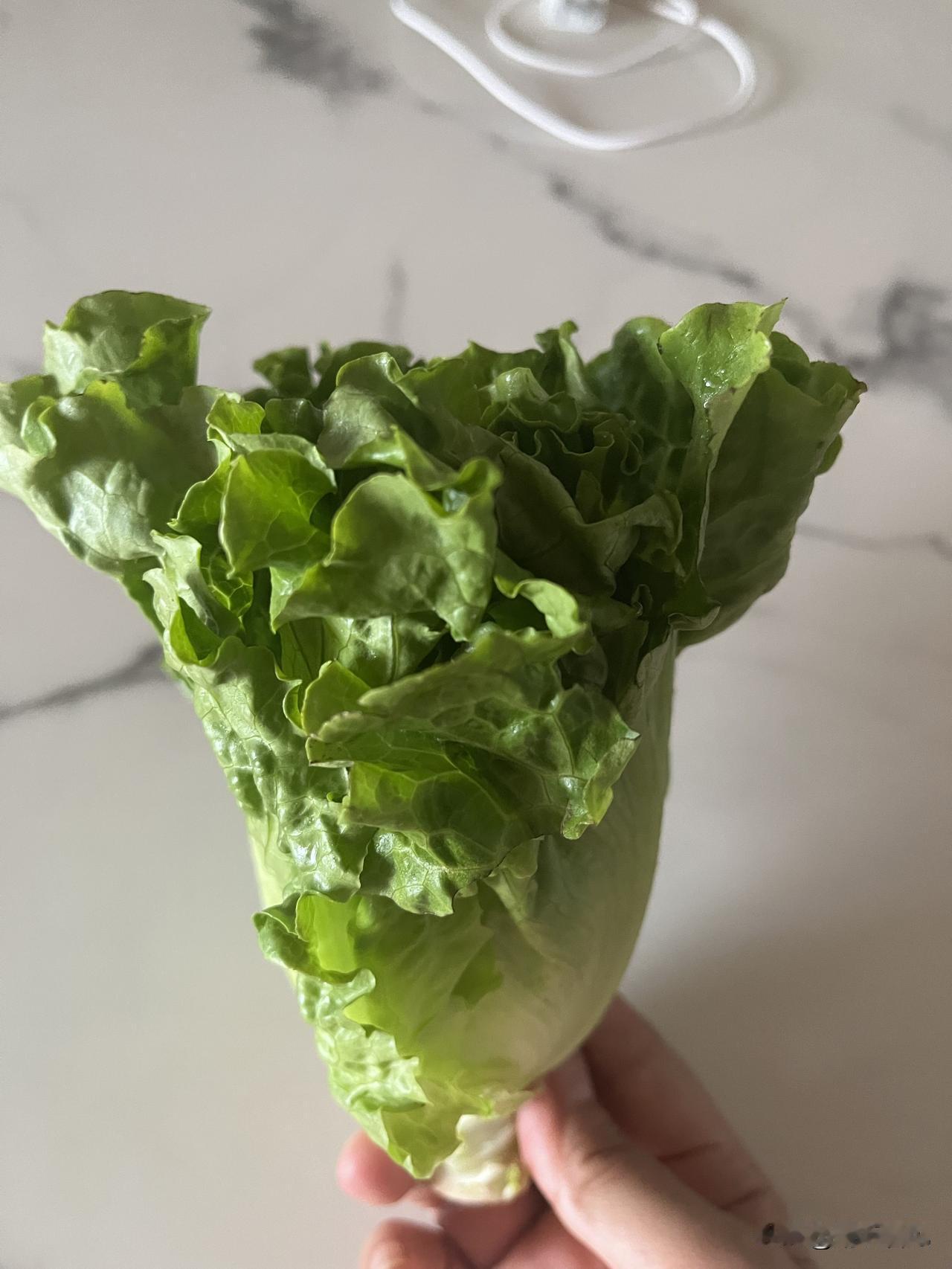 这罗马生菜简直太棒啦！我是去云南之前买的，没吃完就出去旅游了，大概17-