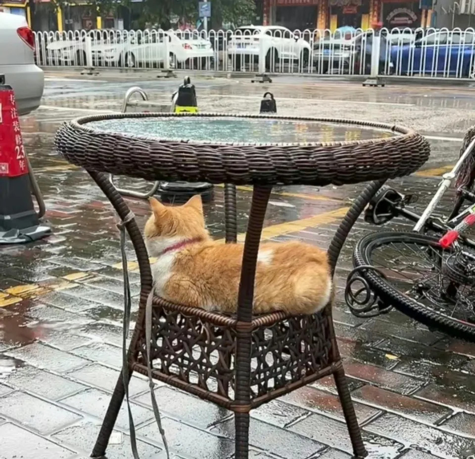 广东的猫，不是在避雨，就是在避雨的路上