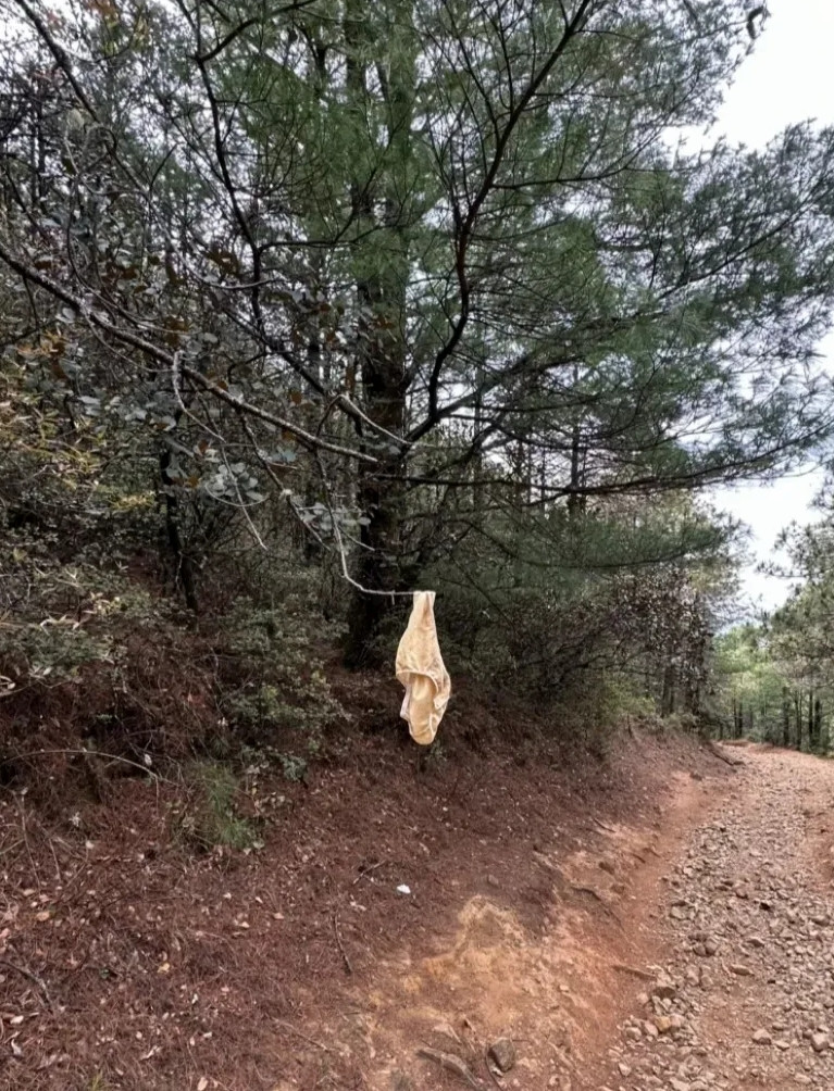 这是哪个妹子把这个挂在山路的树上？难道是怕返程时迷路做的标记吗？