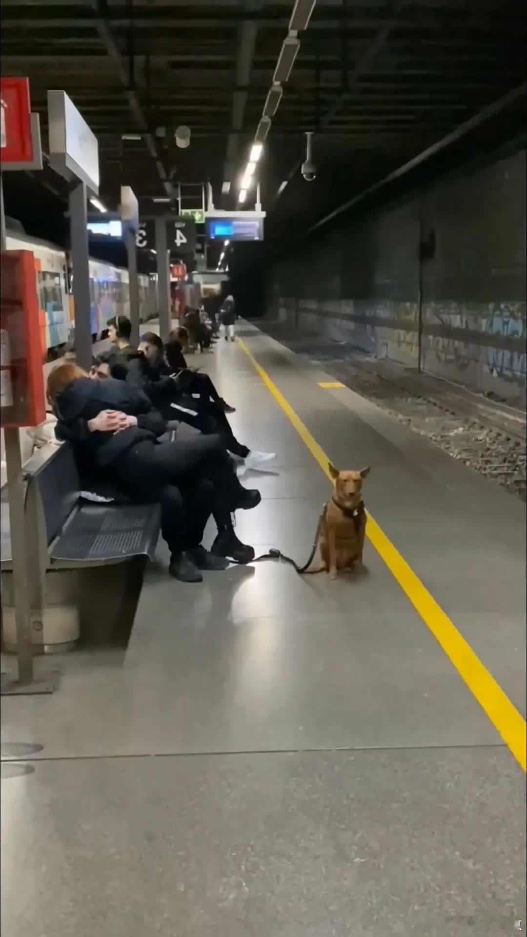 狗：我想找个狗洞钻进去😦萌宠宠物