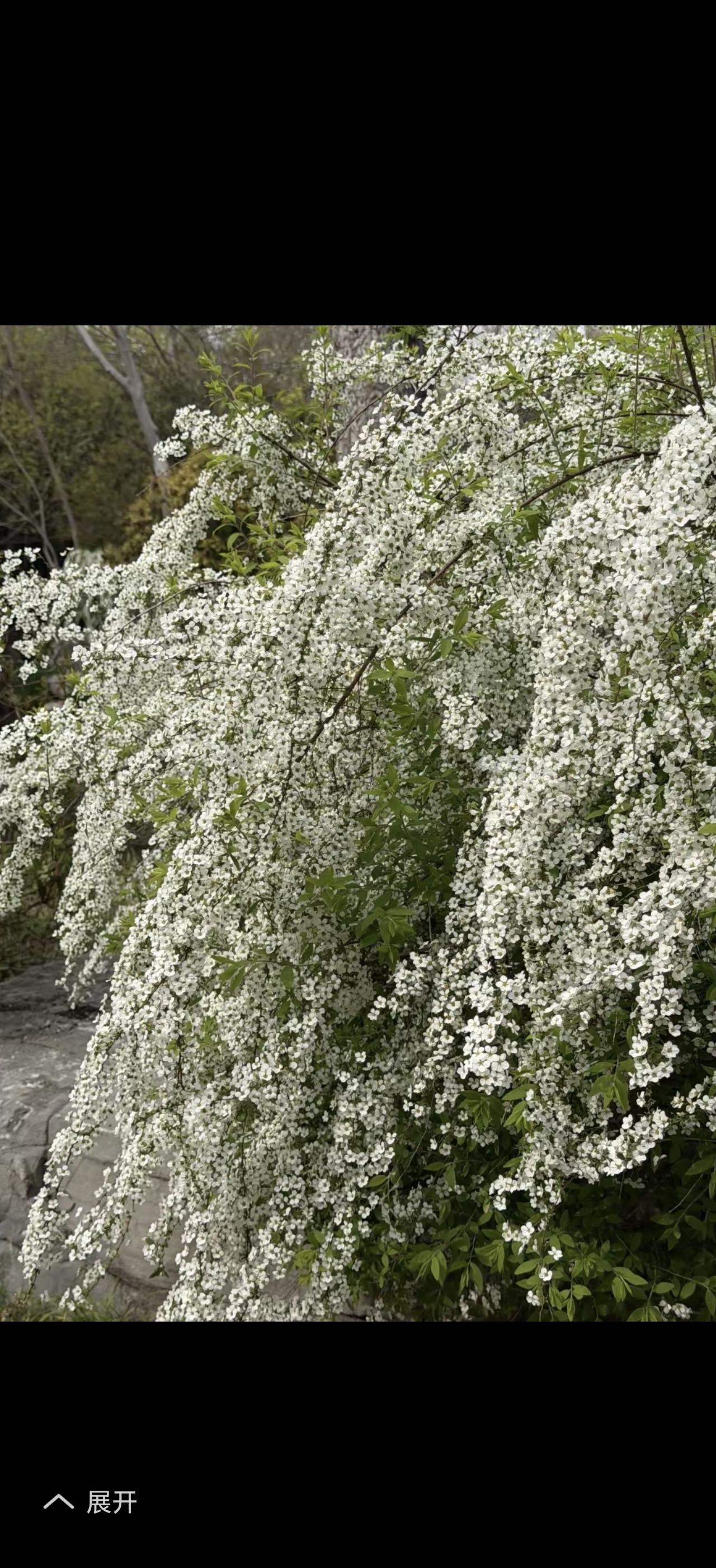 雪柳真的超可爱！它是木犀科雪柳属落叶灌木或乔木，叶似柳，开花时白花满枝如覆雪。