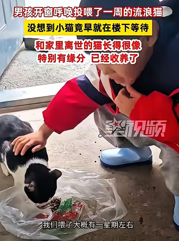 谁说缘分都是虚无缥缈的？安徽这孩子一声“咪咪”，竟真喊来一只等在楼