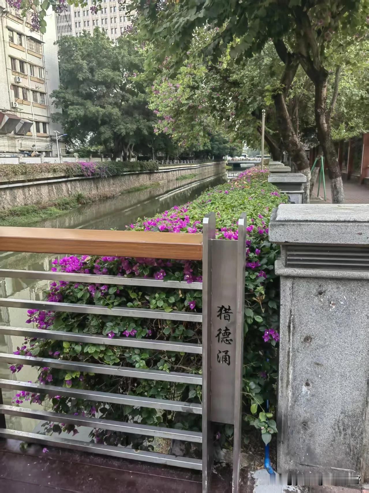 广州城区的河涌里面也是罗非鱼成群。准备点馒头，放鱼竿上一抛，就能轻松的钓上一条，