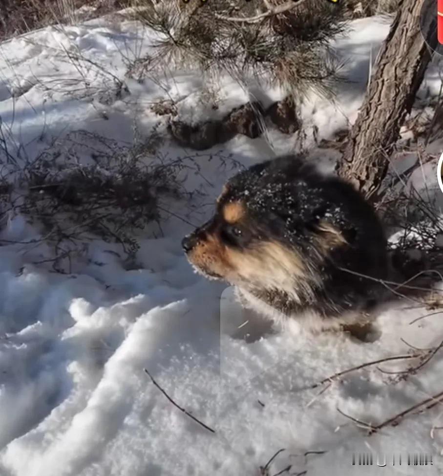 大雪纷飞的时候，小流浪狗找不到妈妈了，在一棵松树下不停地哭叫。小流浪狗希望不再