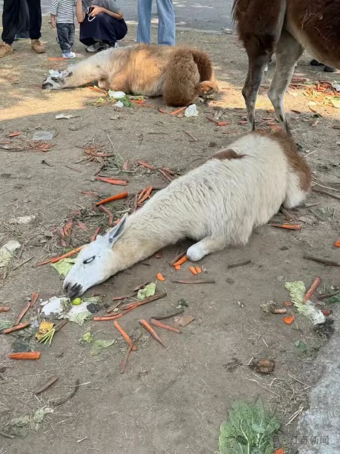 每到节假日出去玩，人辛苦，动物也受累