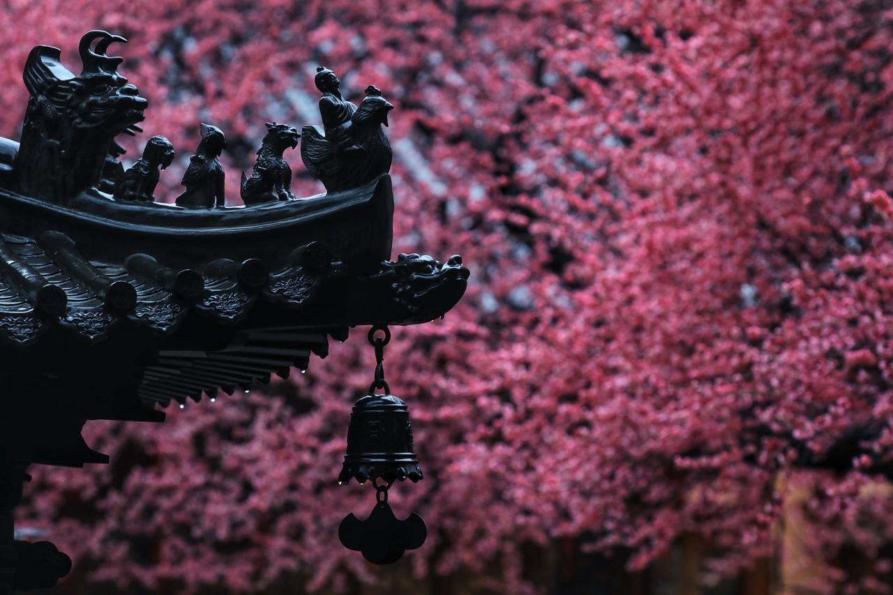 2026早春顶流预定！湖州铁佛寺百年六瓣古梅，梅中“舍利”等你来朝圣！每年早春