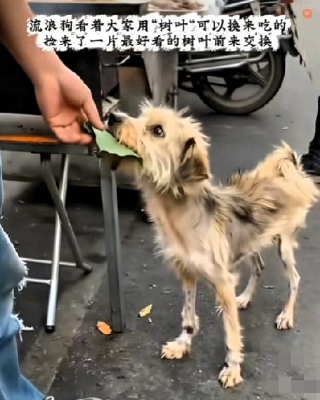 一只瘦得皮包骨的流浪狗，用一片树叶，换来了人间最暖的温柔！它跟着路人很久，