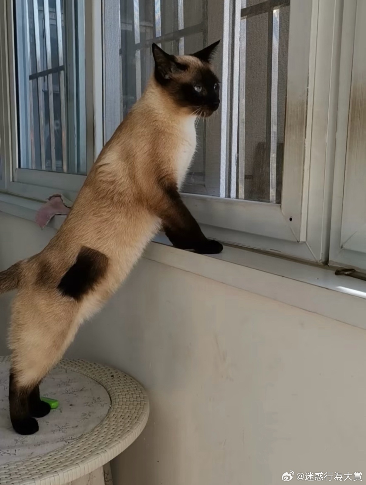 逻辑猫新长出来的毛像是打的补丁​​​