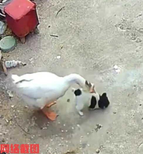 河南周口有女子看自家的大鹅倒地上。女子不知发生了什么事，还以为家里遭遇到什么