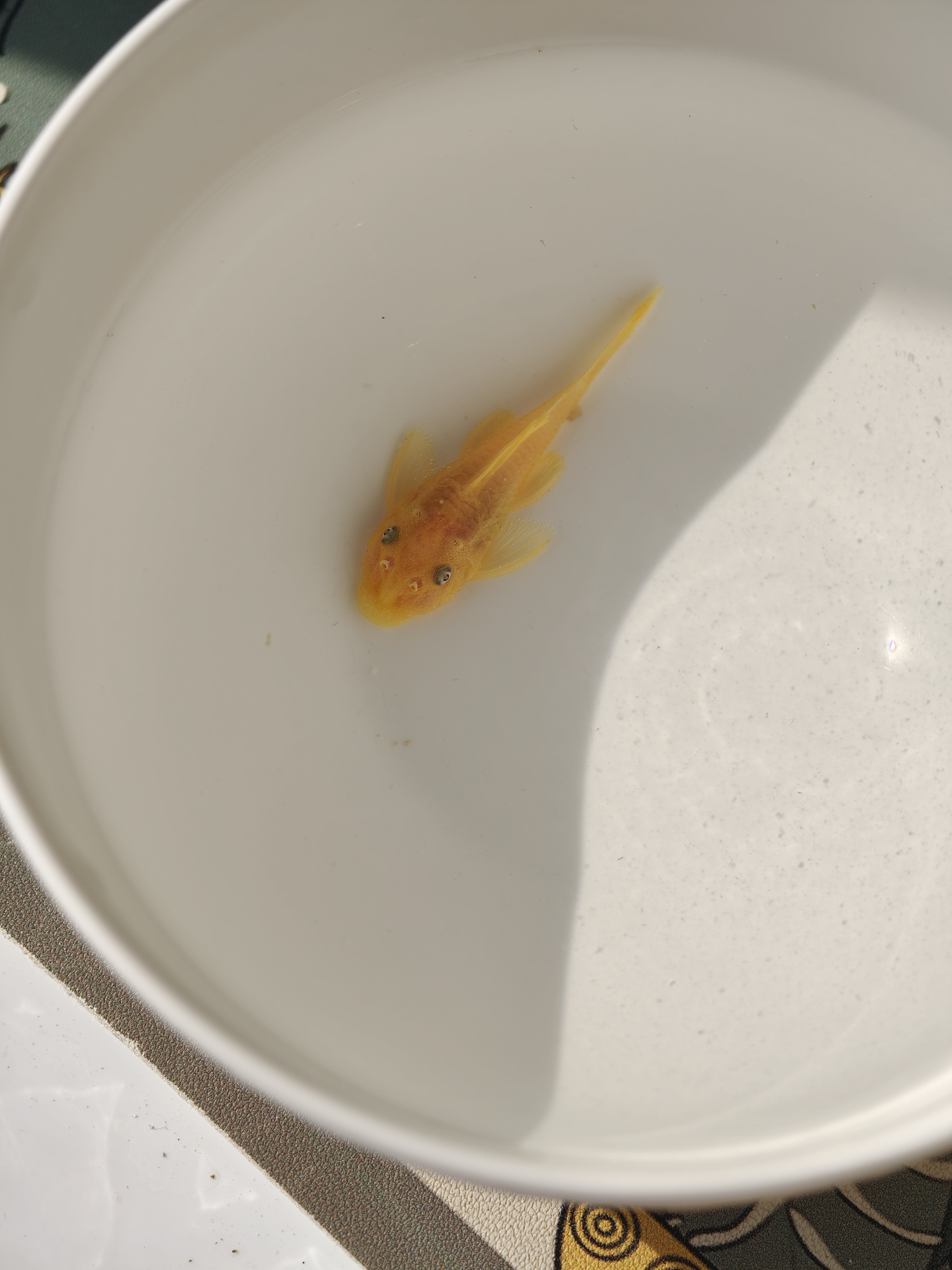 给鱼缸换水，有点心急，水太凉，把鱼冻僵了赶紧换了一小碗水搬到阳台这来，现在似乎缓