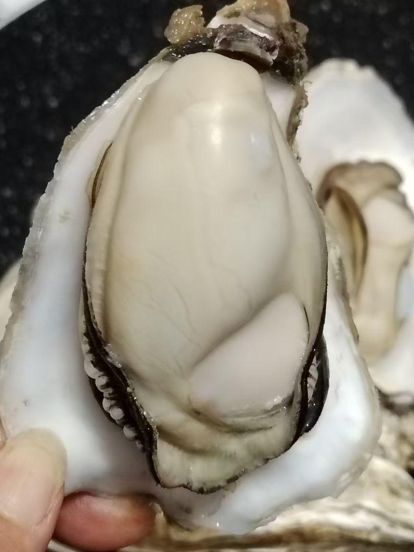 生蚝，你知道和不知道的那些事。生蚝这东西，本是海岸线上的美味。一些螃蟹种类，常