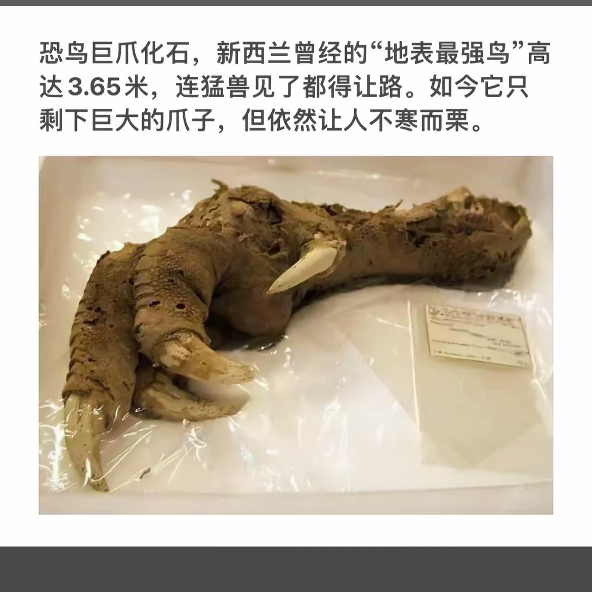“恐龙巨爪化石，新西兰的远古巨兽！”🦕🦖🦒