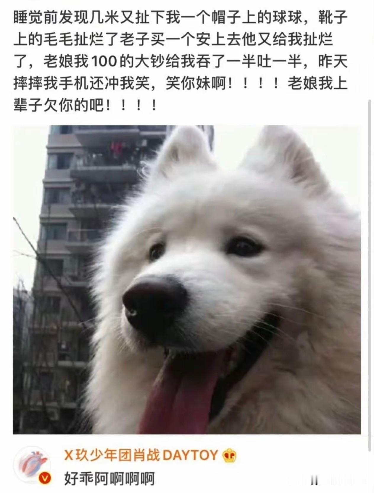 肖战的眼里只有漂亮可爱的狗狗，狗🐶主人的控诉估计肖战都没看[大笑]怎么跟小飞