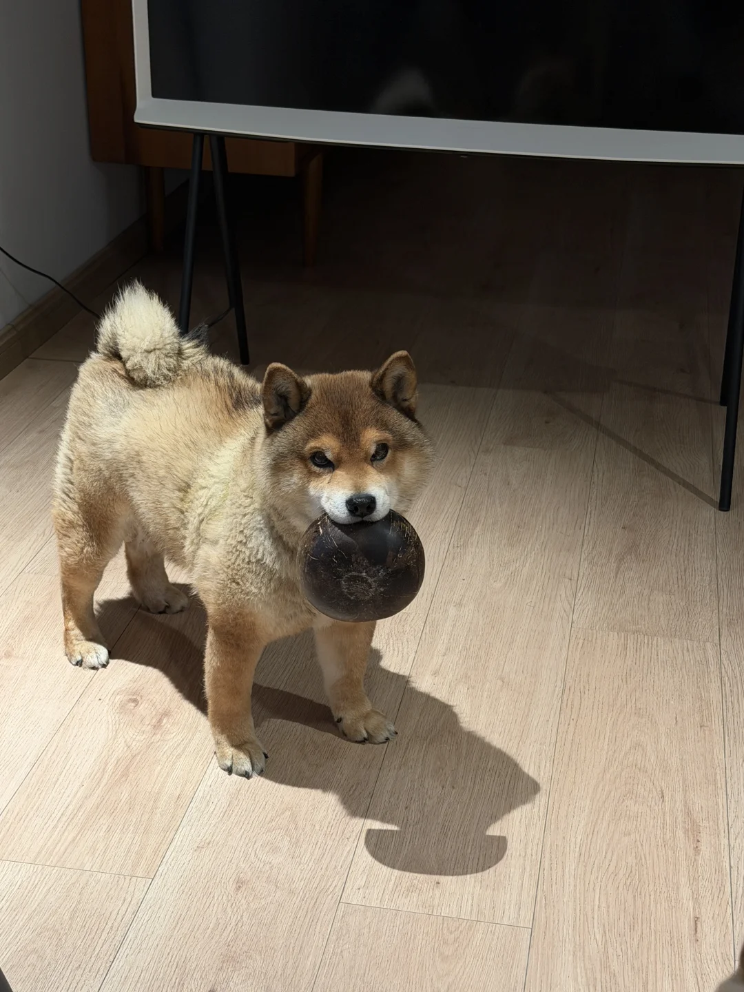 朝廷的赈灾粮到了