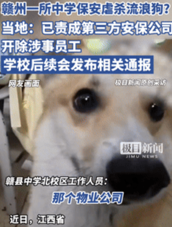 “吵翻了！”江西，领导让保安驱赶流浪狗，对方却在校门口将狗虐杀！保安遭开除后，网
