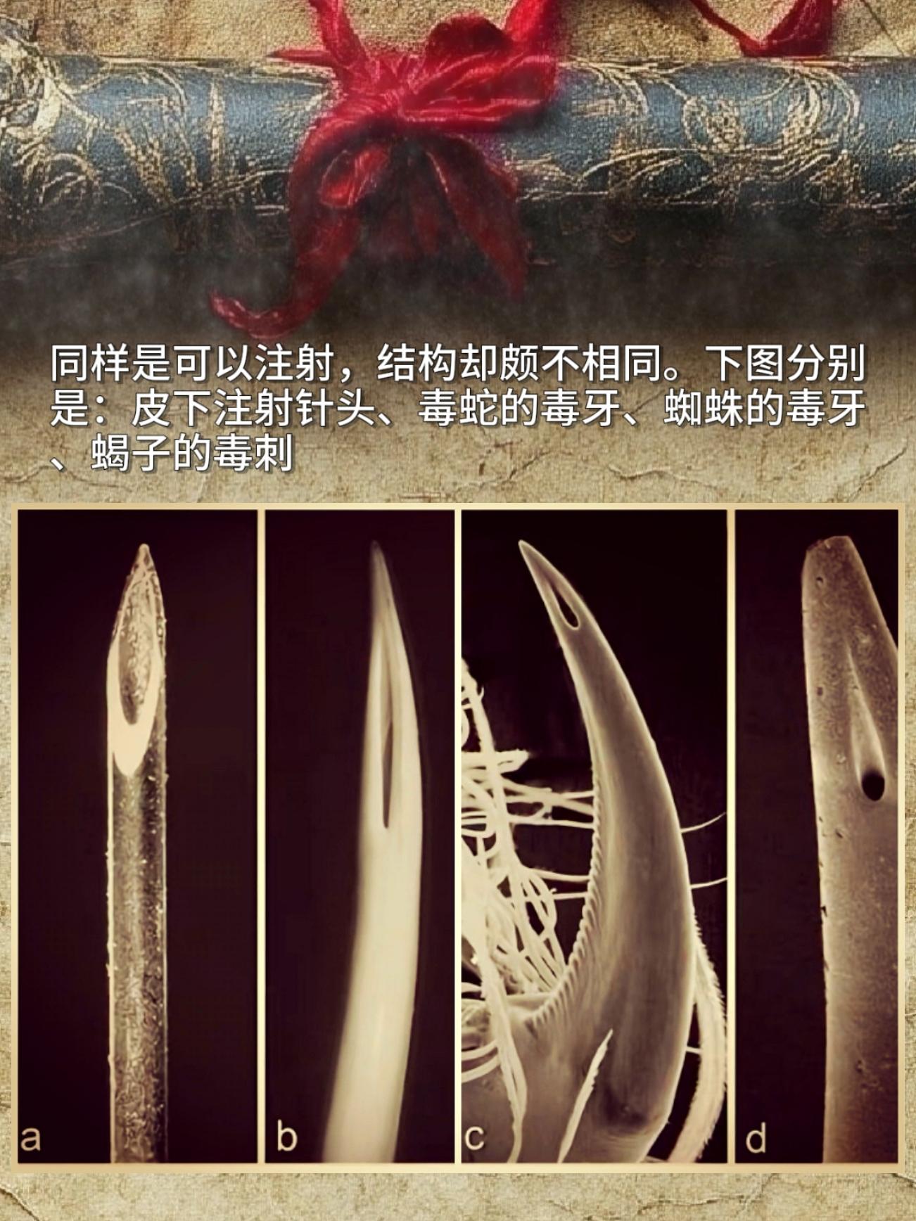 都是能注射的东西，但每个生物的形态居然都不一样，大自然也太鬼斧神工了吧