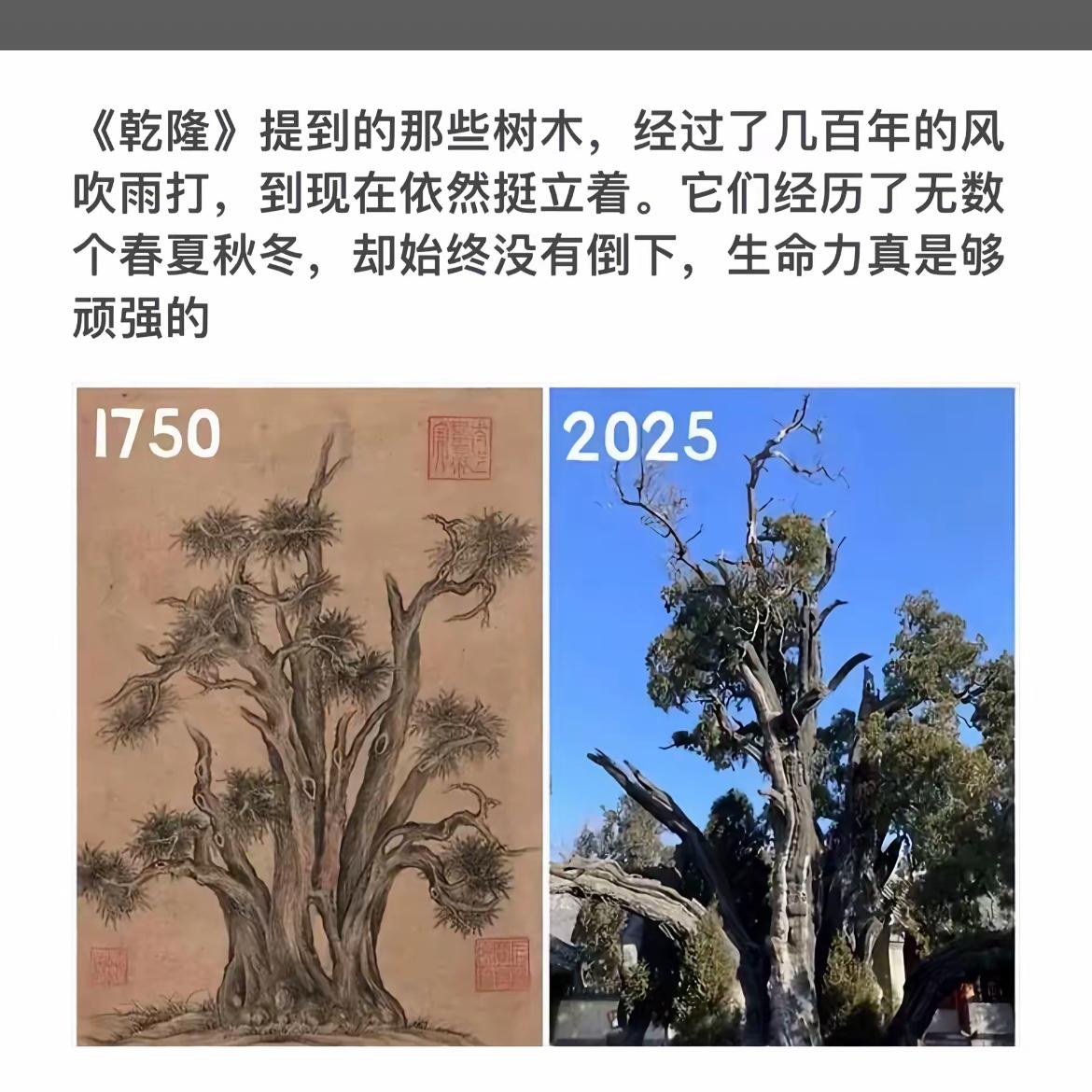 千年古树屹立不倒，生命力顽强如乾隆笔下。