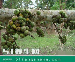 这棵村头种了多年的果树, 一刀下去就不停的流牛奶, 全村人都懵了