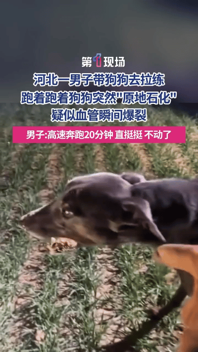 狗狗狂奔20分钟后，疑因血管爆裂原地升天。从视频中可以看到，狗狗一阵狂奔后，