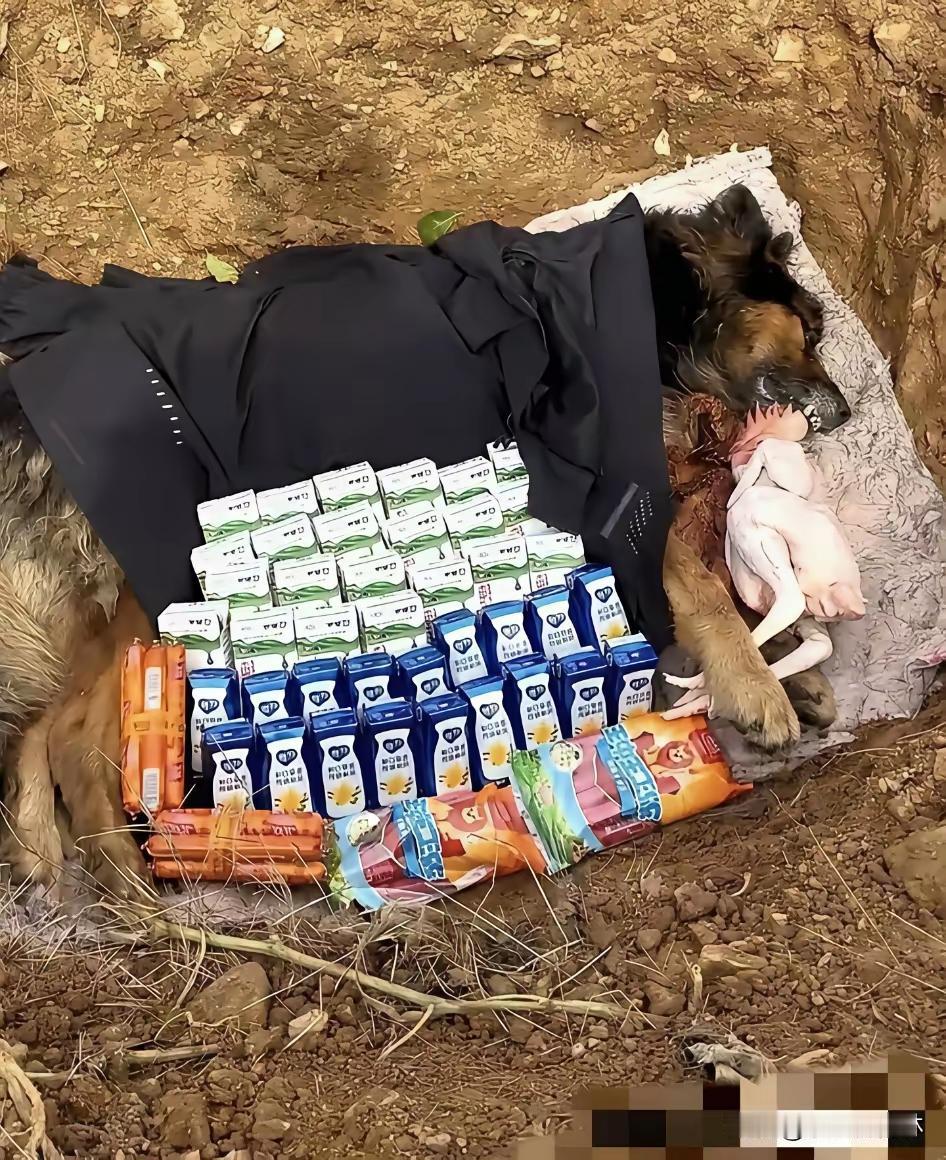 河南大哥给狗狗办的葬礼，走心程度戳中多少人！爱犬离世后挖坑厚葬，备了四包火腿